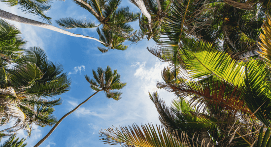 anse-michel-sainte-anne-martinique