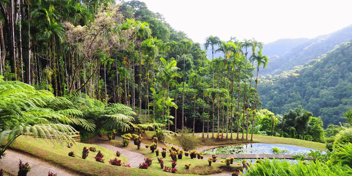location voiture martinique jardin de balata