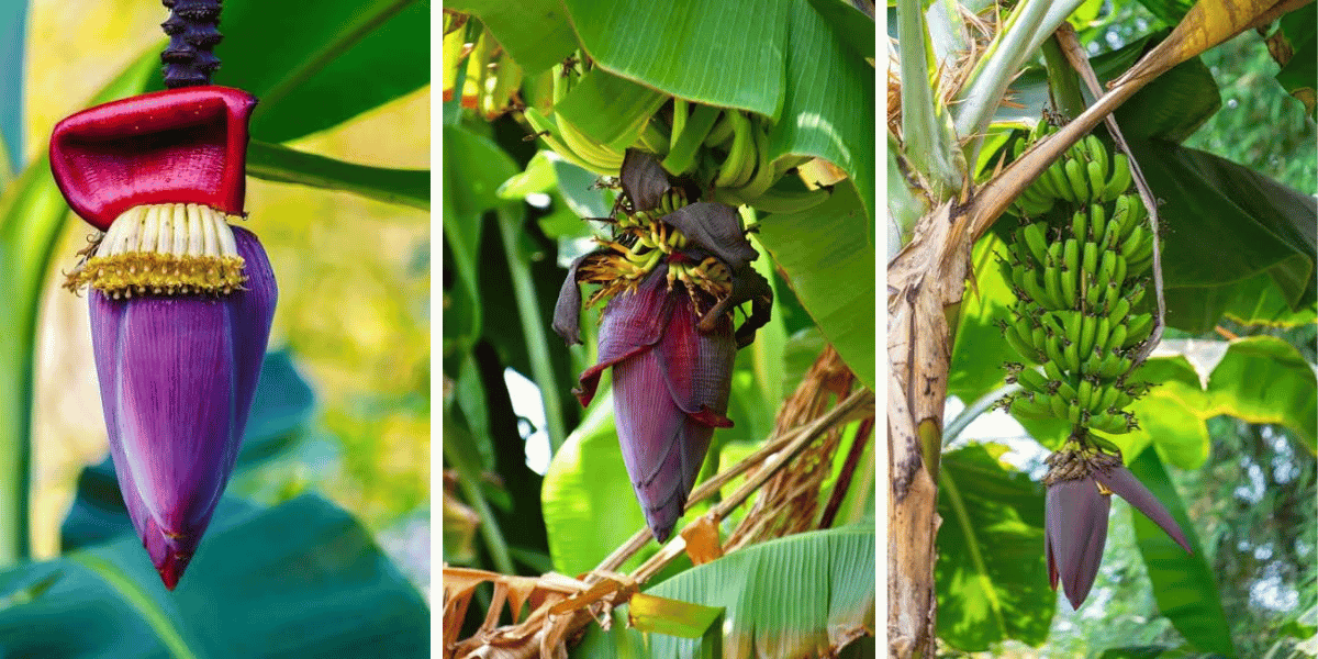 From Banana Flower to Banana Bunch