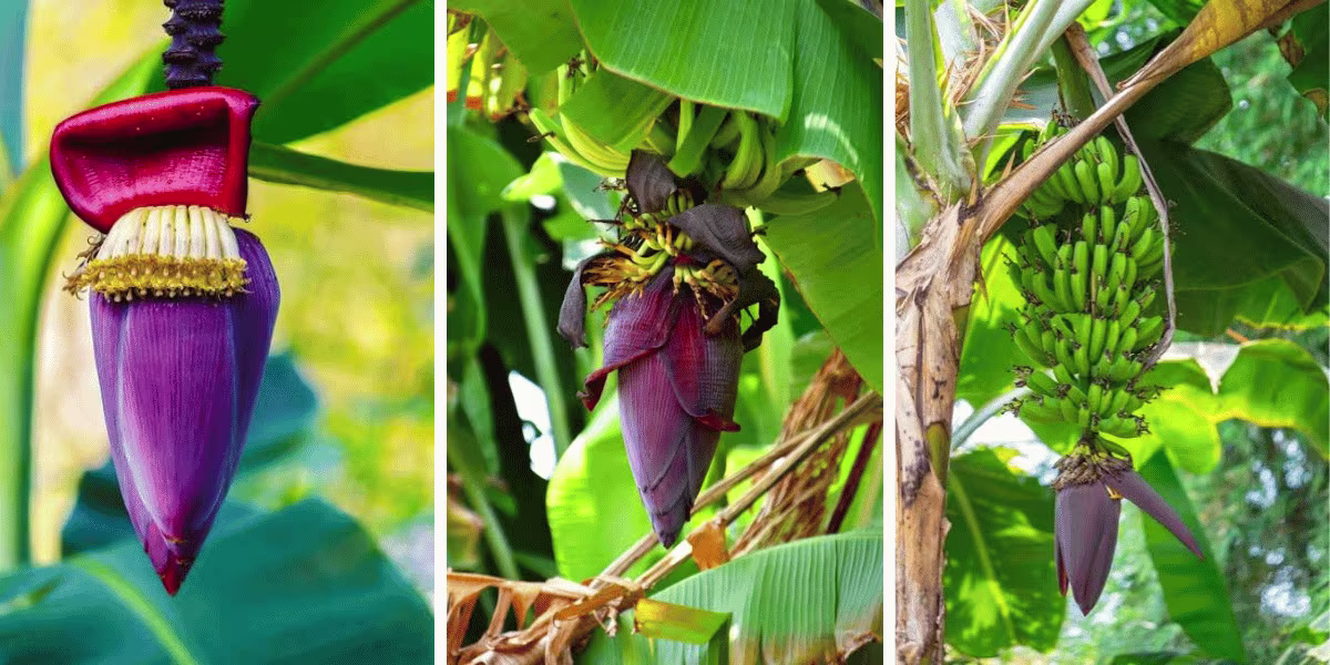 From Banana Flower to Banana Bunch