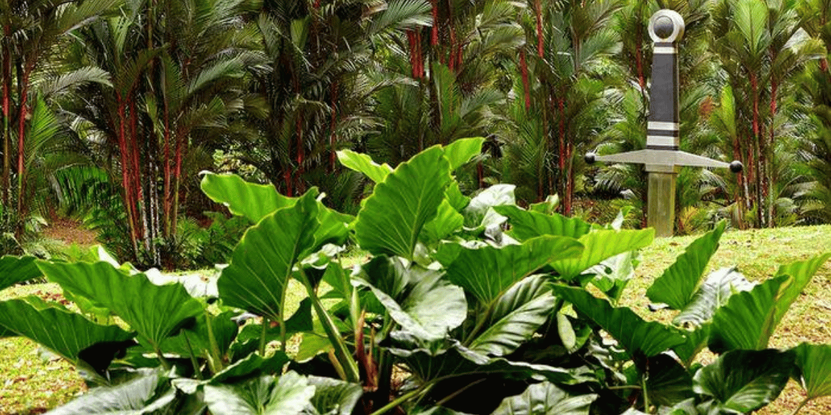 Jardin de l’Habitation Saint-Étienne en Martinique