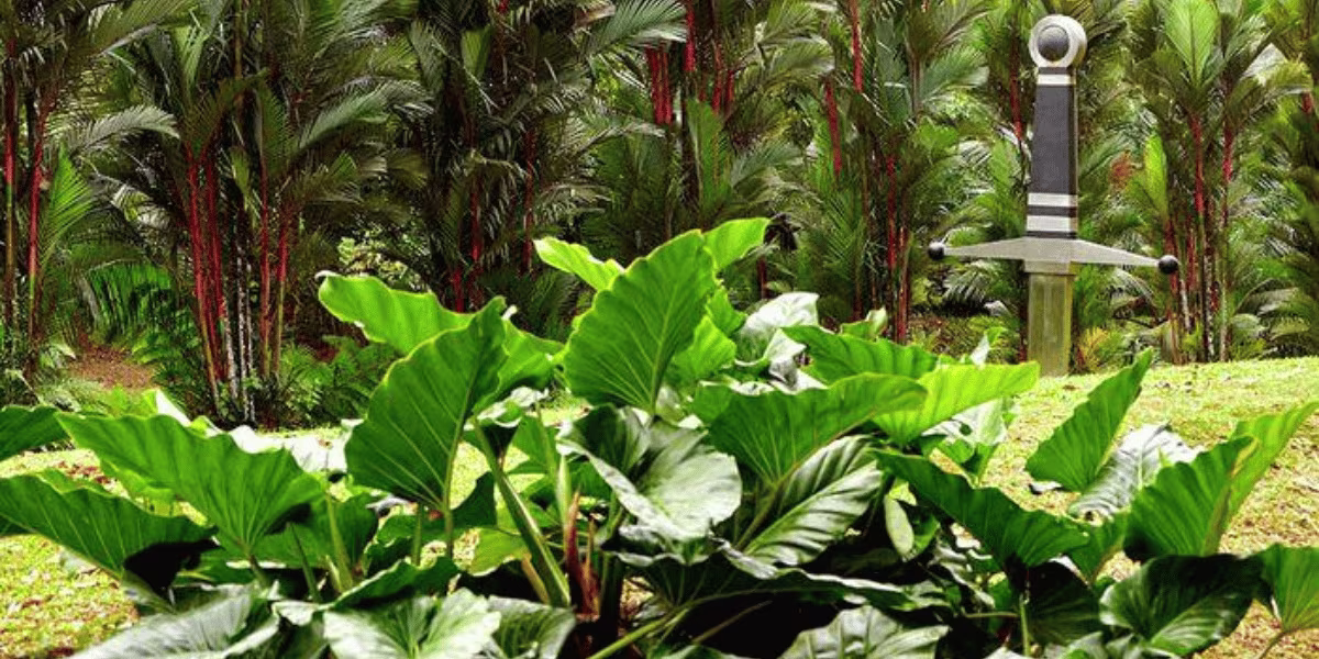 Jardin de l’Habitation Saint-Étienne en Martinique
