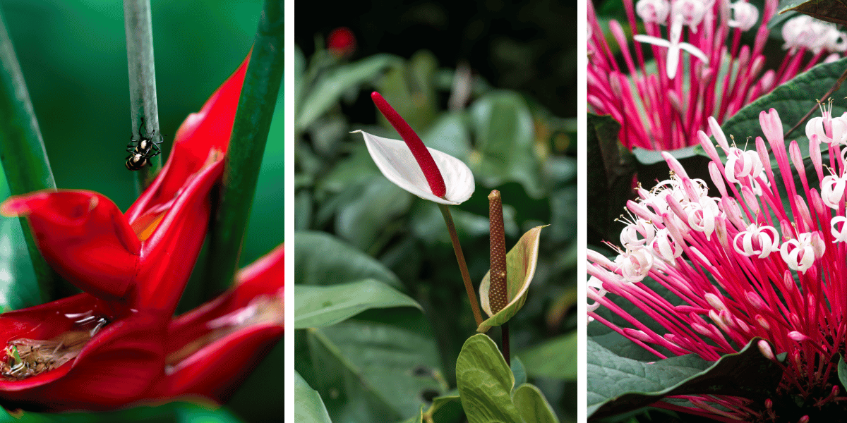 fleur jardin de balata martinique