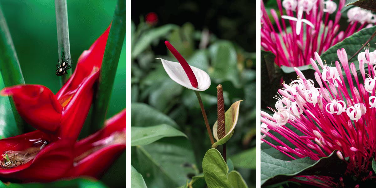 fleur jardin de balata martinique