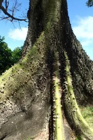 arbre-martinique-fromager