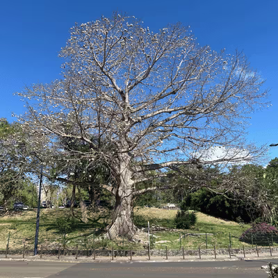 Kapok tree in Cluny, Martinique