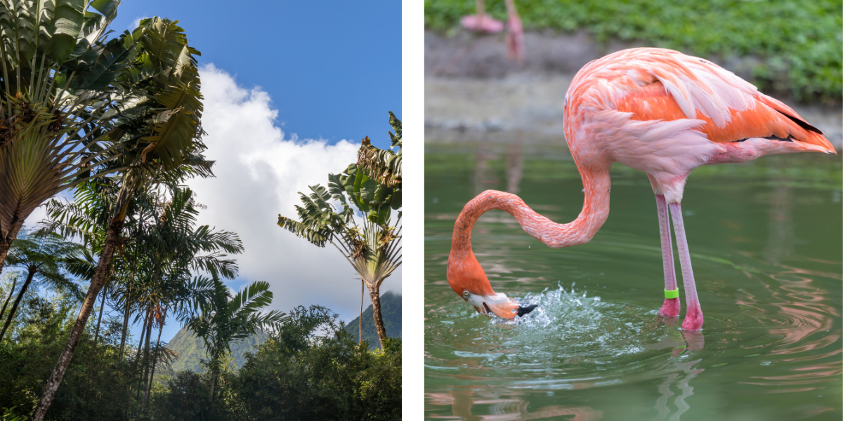 habitation anse latouche carbet martinique zoo location voiture martinique 1200x600