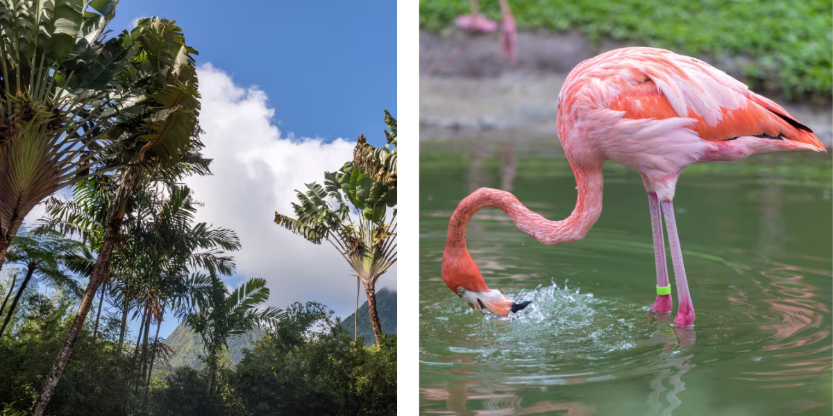 habitation anse latouche carbet martinique zoo location voiture martinique 1200x600