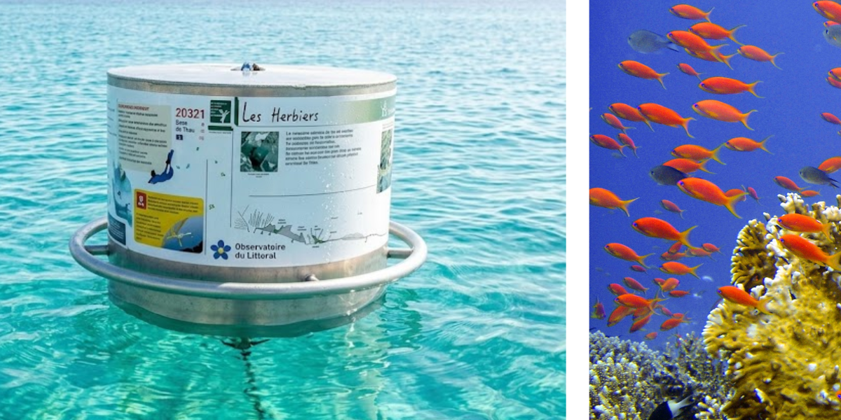 Les Anses d’Arlet, Martinique – Activities to do – Cap Salomon underwater snorkeling trail