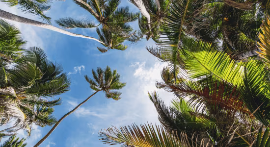 Martinique en juillet : soleil, yoles et festivals