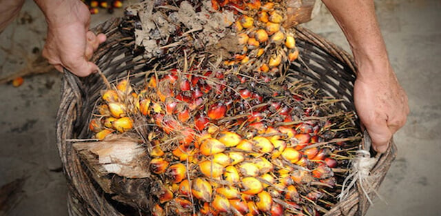 Sorumlu Palm Yağı Tedariki