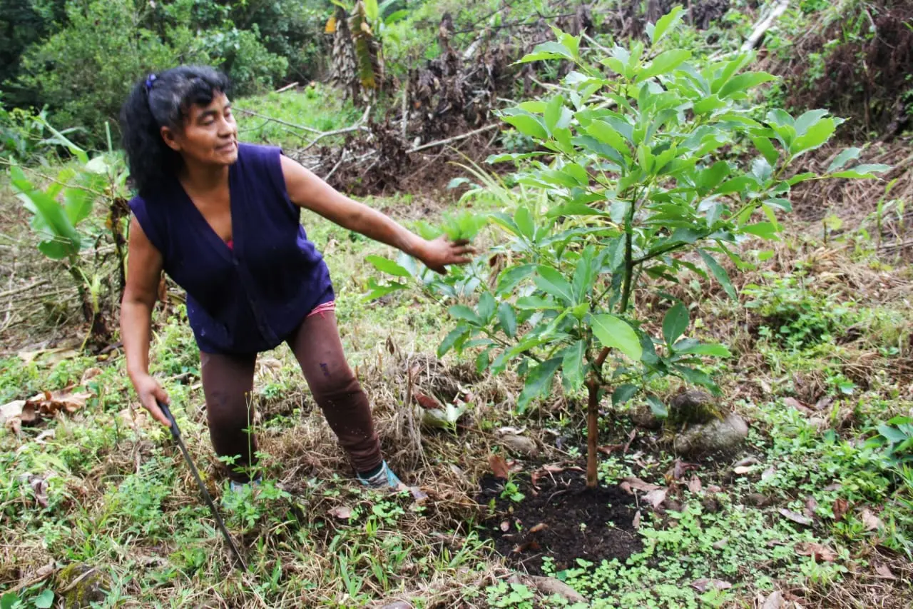 Cocaleros de San Gabán evalúan medidas de lucha contra acciones de erradicación de la hoja de coca 