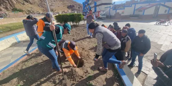 SERFOR proyecta plantar 30 mil árboles en 5 provincias de Puno