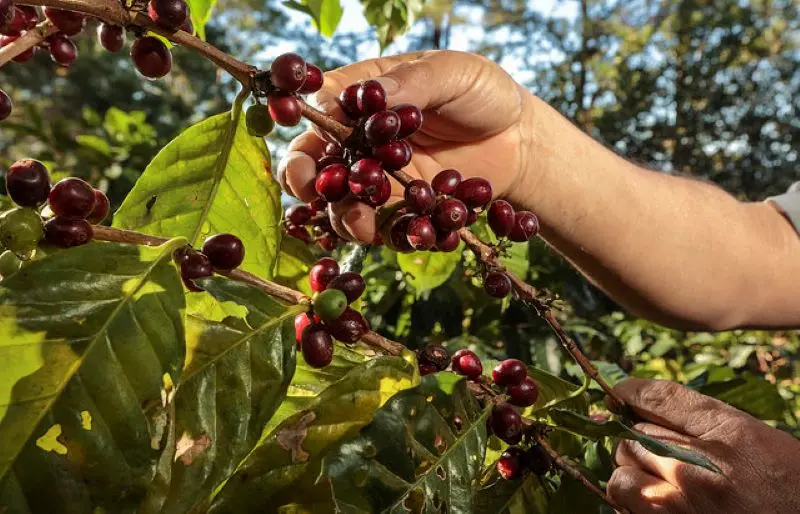 Piden declarar en emergencia el sector cafetalero del VRAEM por presencia de la roya amarilla