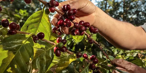 Piden declarar en emergencia el sector cafetalero del VRAEM por presencia de la roya amarilla