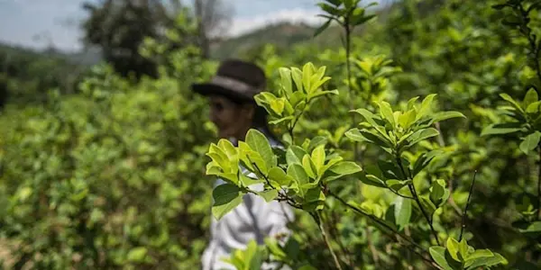 Crisis europea, agricultura, seguridad alimentaria y lucha contra el narcotráfico