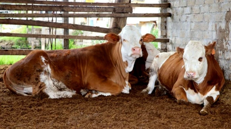 Cajamarca: productores de San Miguel convocan a reunión para tratar cierre de plantas de acopio de leche