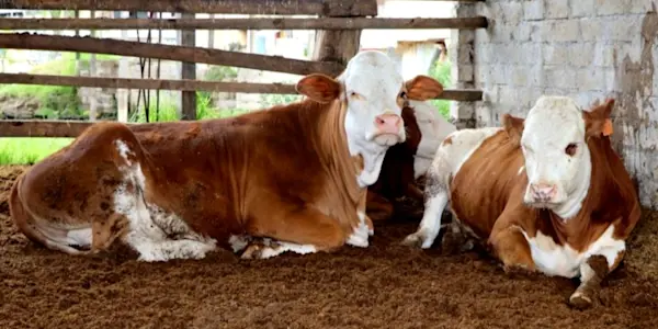 Cajamarca: productores de San Miguel convocan a reunión para tratar cierre de plantas de acopio de leche