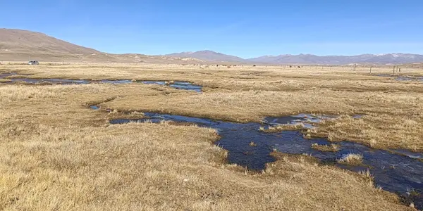 Proponen la creación de la Autoridad Autónoma de Protección y Conservación de Bofedales