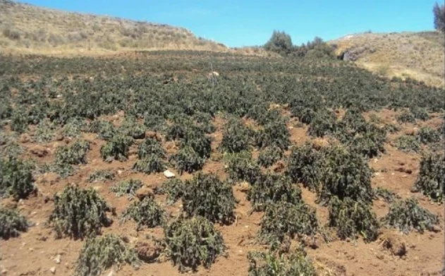Pedirán declarar en emergencia el agro por sequía en Ayacucho
