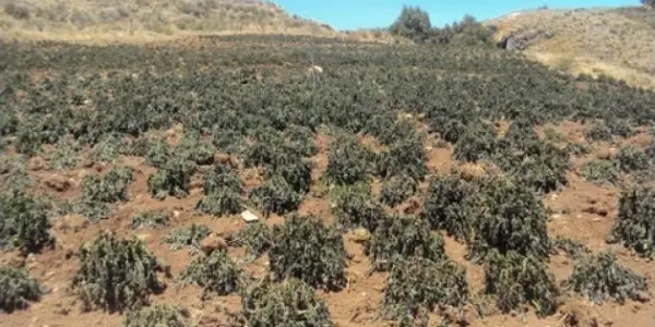 Pedirán declarar en emergencia el agro por sequía en Ayacucho