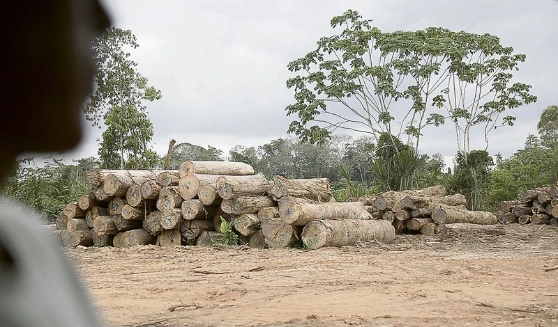 Nación Wampis denuncia inacción del Estado ante avance de la tala ilegal en su territorio