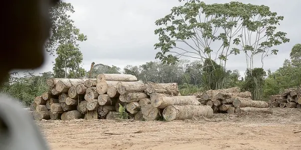 Nación Wampis denuncia inacción del Estado ante avance de la tala ilegal en su territorio