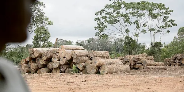 Nación Wampis denuncia inacción del Estado ante avance de la tala ilegal en su territorio