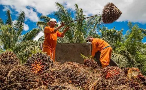 Pandemias por zoonosis y extractivismo rapaz: la “nueva normalidad” del neoliberalismo agroindustrial