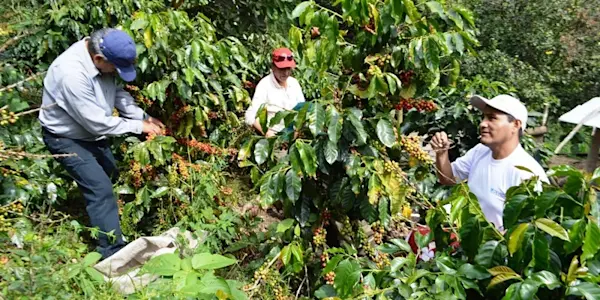 Visión panorámica del sector cafetalero en la selva central