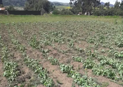 Heladas afectan cultivos de primera necesidad en comunidades de Vilcashuamán