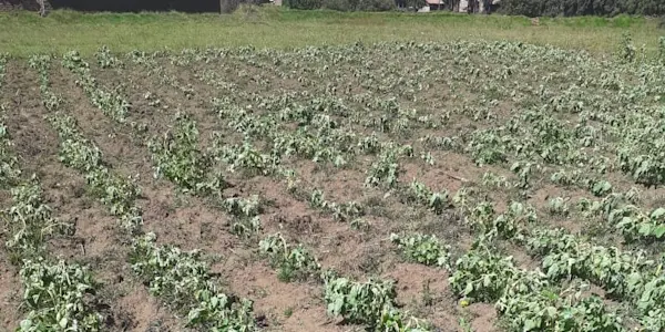 Heladas afectan cultivos de primera necesidad en comunidades de Vilcashuamán