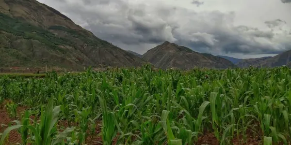 Gobierno Regional de Cusco busca que la agricultura familiar acceda a compras públicas