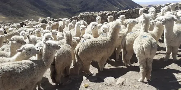 El litio pone el patrimonio de Puno en peligro de extinción