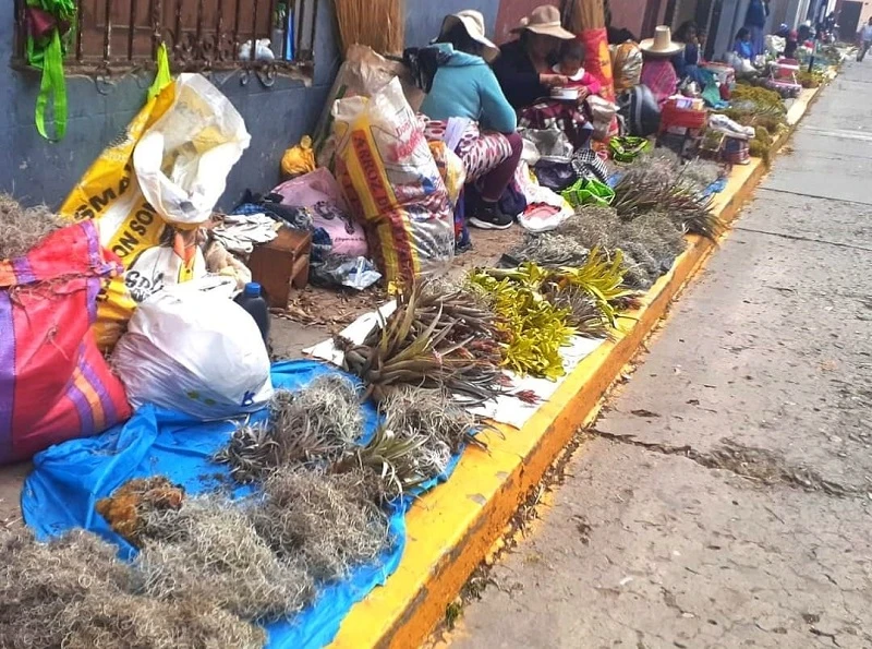 Depredación de la flora nativa en tiempos de Navidad