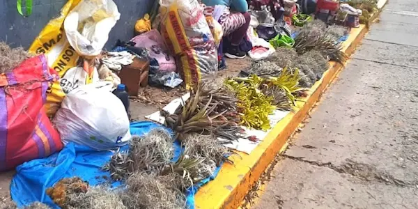 Depredación de la flora nativa en tiempos de Navidad