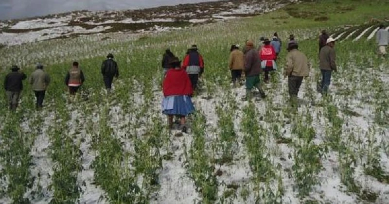 Productores no reciben apoyo ante pérdidas por heladas en Cusco