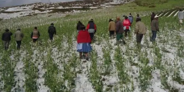 Productores no reciben apoyo ante pérdidas por heladas en Cusco