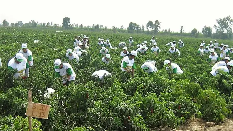 Por una agricultura y agroindustria que beneficien realmente a las trabajadoras y trabajadores