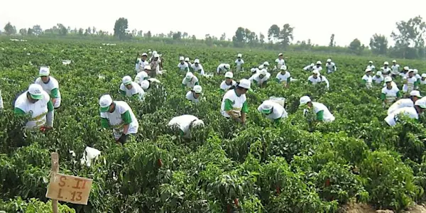Por una agricultura y agroindustria que beneficien realmente a las trabajadoras y trabajadores