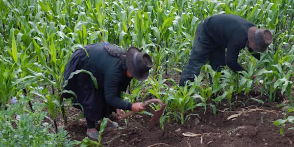 Reforma agraria... y rural ¿Cómo vamos? ¿A dónde vamos?