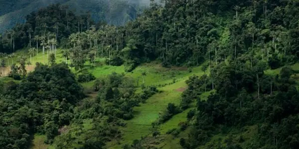 ¿Qué son las OMEC?