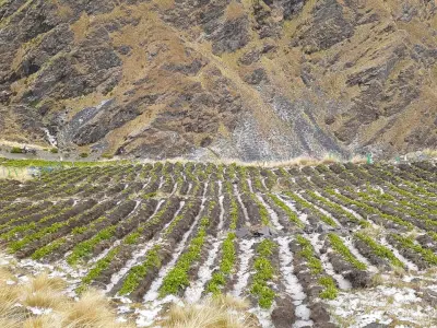 Cultivos de papa y quinua fueron los más afectados por el retraso de inicio de las lluvias en Puno