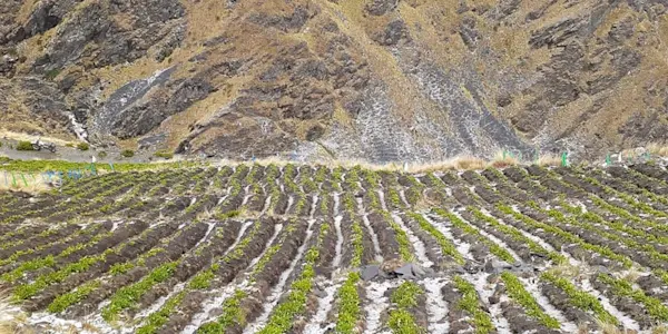 Cultivos de papa y quinua fueron los más afectados por el retraso de inicio de las lluvias en Puno