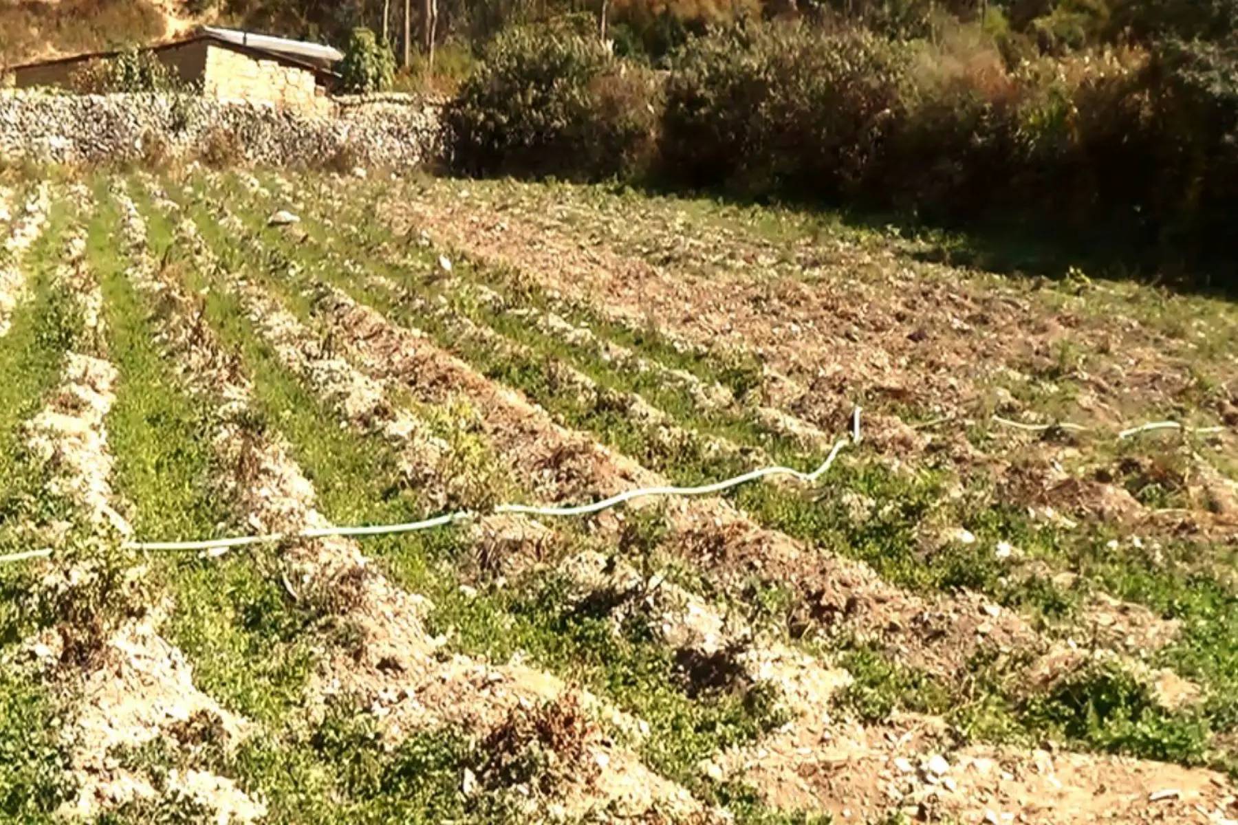 Declaran en emergencia 35 distritos de Ayacucho por daños a consecuencia de heladas y granizadas  