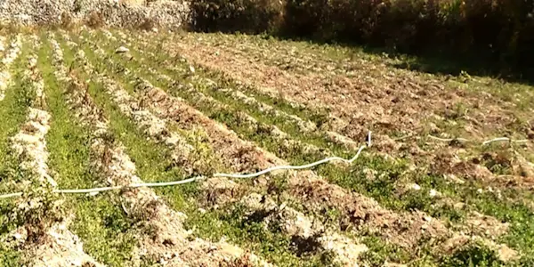 Declaran en emergencia 35 distritos de Ayacucho por daños a consecuencia de heladas y granizadas