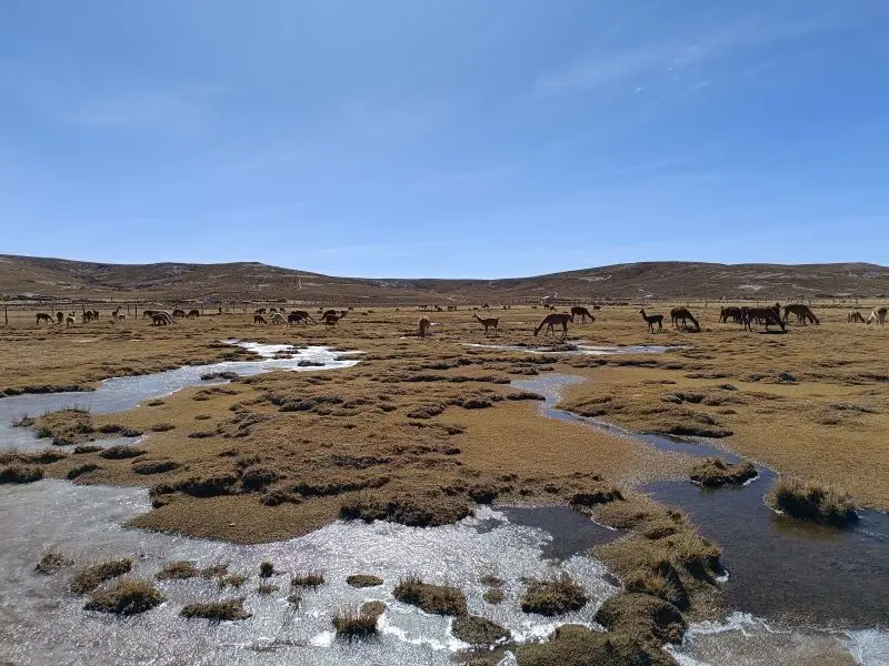 El gobierno regional de Puno destinará 350 mil soles para adquisición de semillas ante déficit hídrico