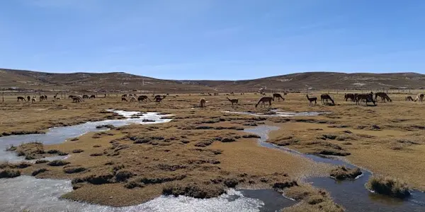 El gobierno regional de Puno destinará 350 mil soles para adquisición de semillas ante déficit hídrico