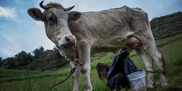 Presentan avances del Plan Amanecer que busca el fortalecimiento de la actividad ganadera en Cajamarca