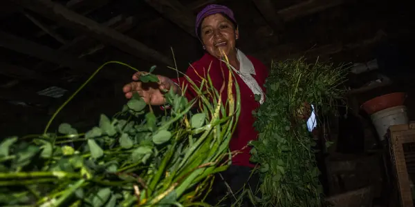Productores y productoras de Cajamarca esperan que se implemente la Segunda Reforma Agraria
